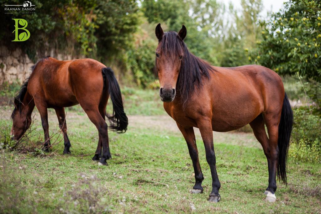 Quinta Da Bouca - Agroturismo Pacos de Gaiolo Pokój zdjęcie